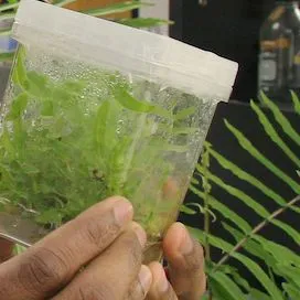 thumbnail for publication: Plant Tissue Analysis